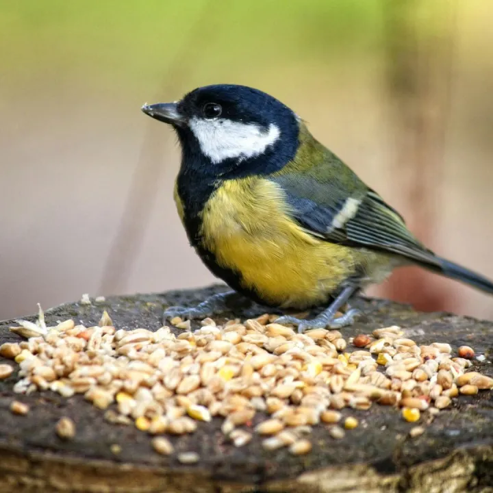 Great tit bird feeding on seeds in Bodymoor
