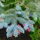 RR Blue Spruce F9325
