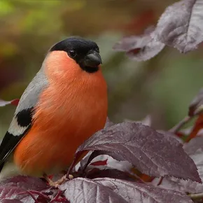 Bullfinch, nature, bird, sitting, tree, garden