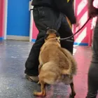 Dog Obedience Training Beside Handler