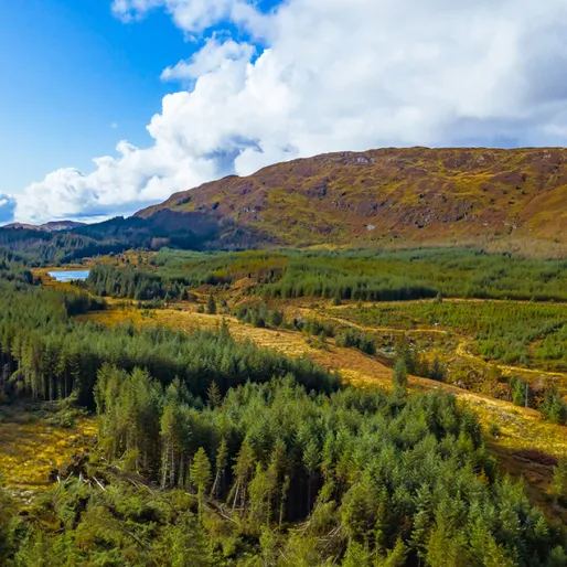 Forestry Sector