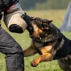 Belgian Malinois Working Dog Training