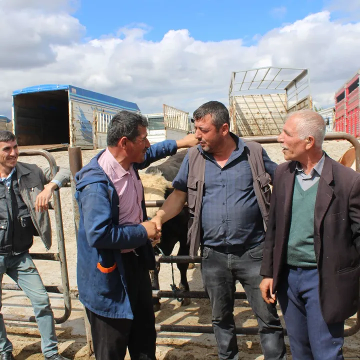 Farmers engaging in a deal at a cattle market