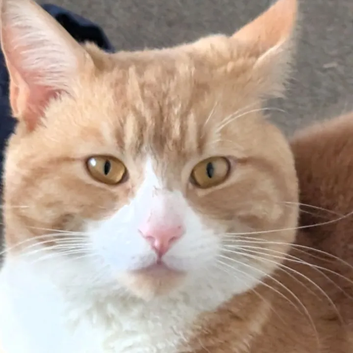 Missing Ginger Cat 1