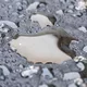 Detailed view of wet asphalt surface showing