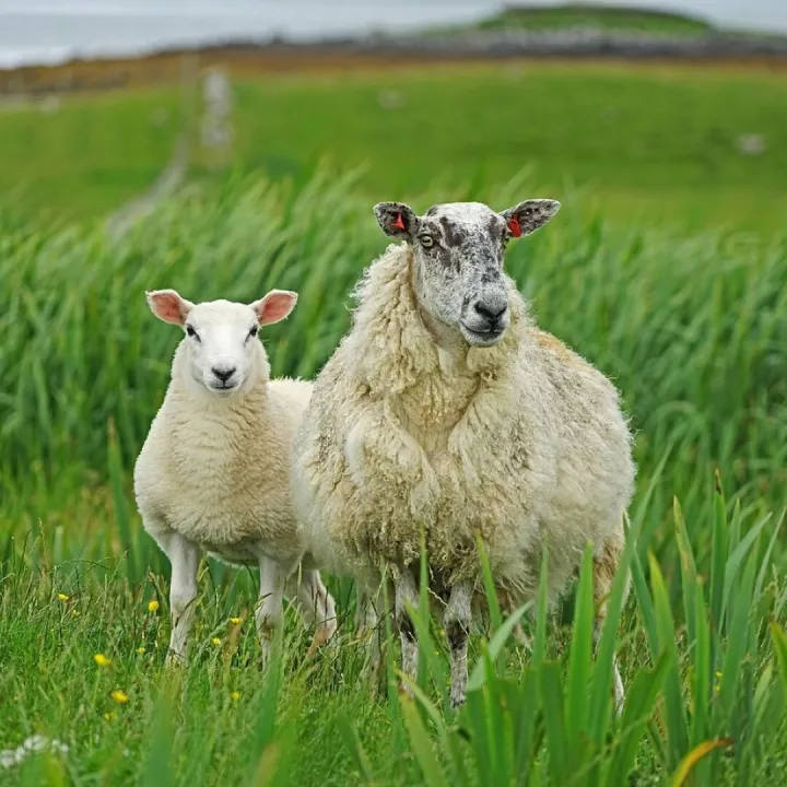A ewe and lamb, two of the uninvited visitors to worship on Possett Green