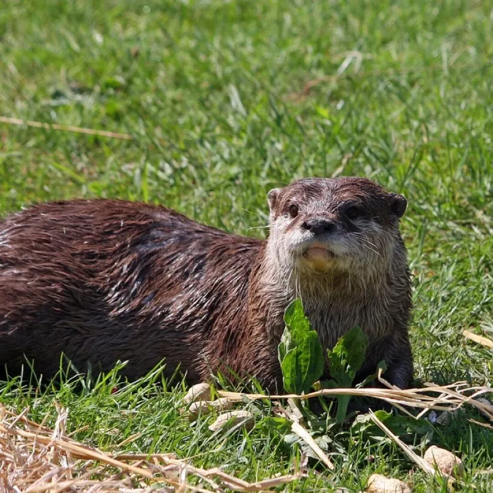An otter sitting on grass beside the water