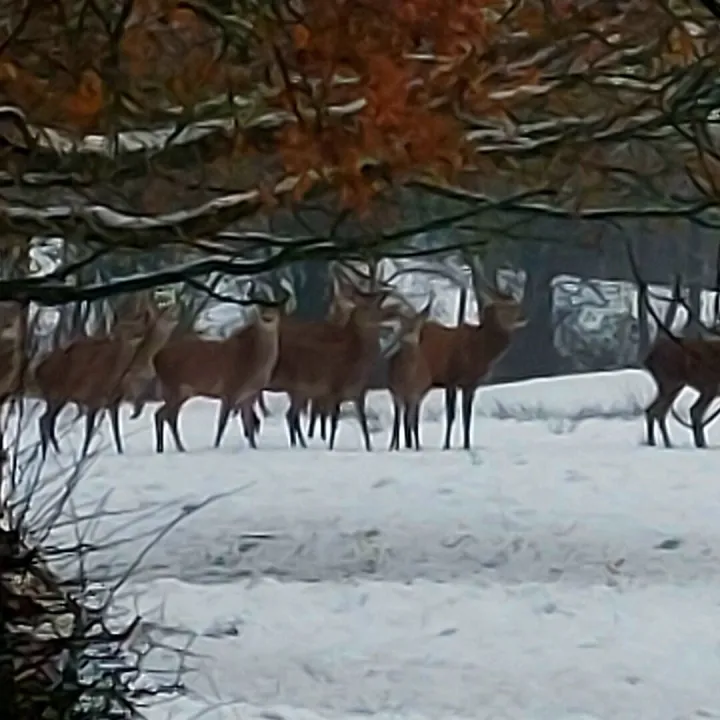 Deer standing in the snow in the fields near Mellor Knowl Farm
