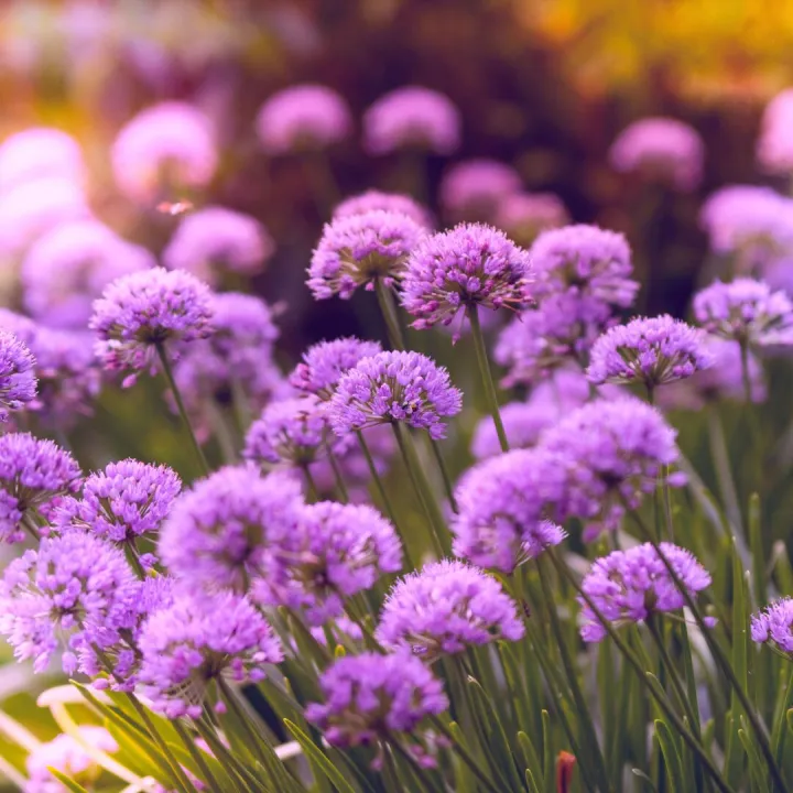 Beautiful purple flowers in full bloom, capturing