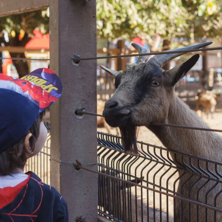 Young child meeting a goat through a fence at a petting farm