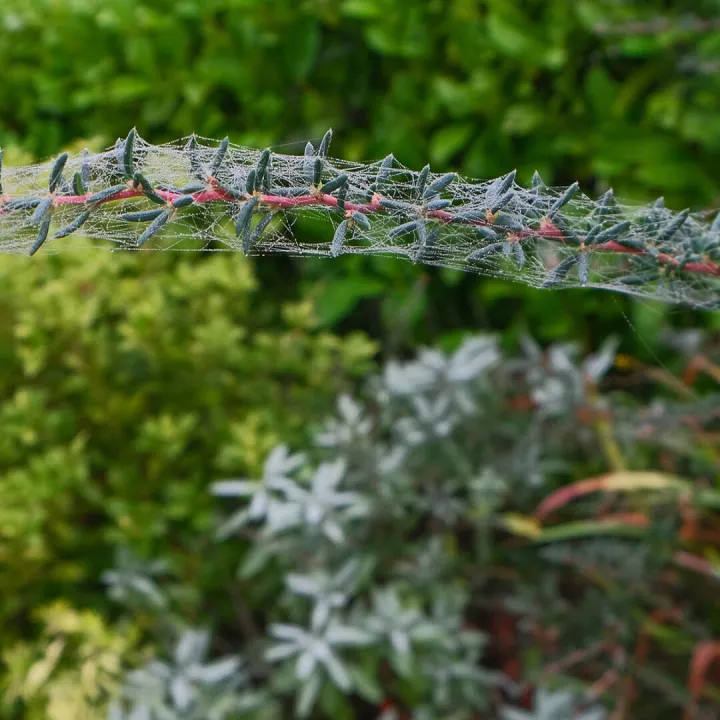 RR Spider Web On Berberis F0063