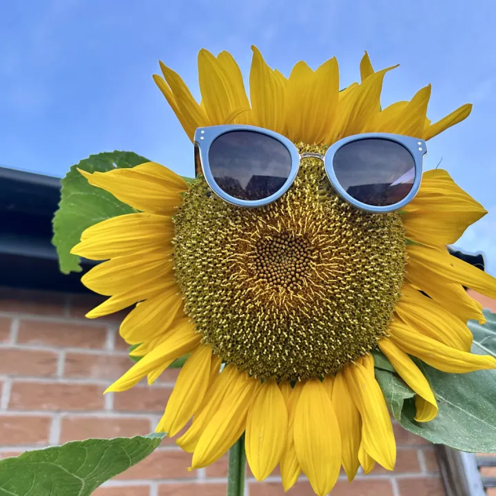 Jc_Ava_The Coolest Flower in Town
