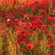 A lush field of vibrant red poppies captured in