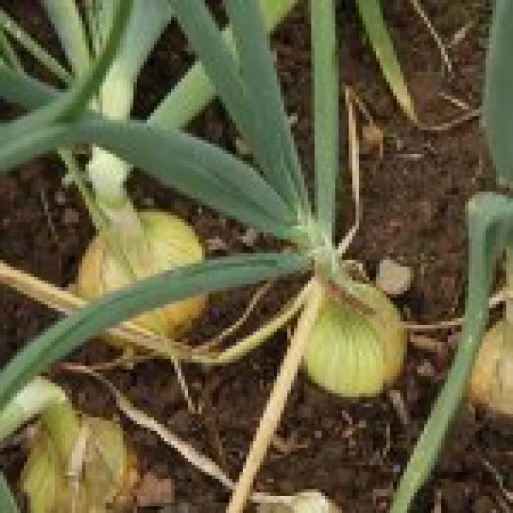 Know your onions?