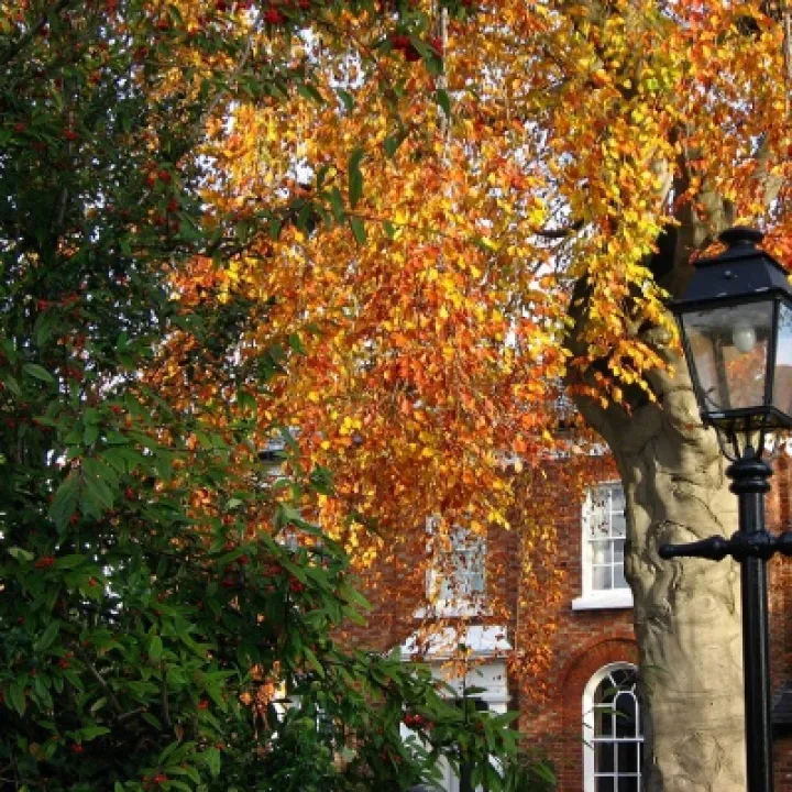 Lampost glory