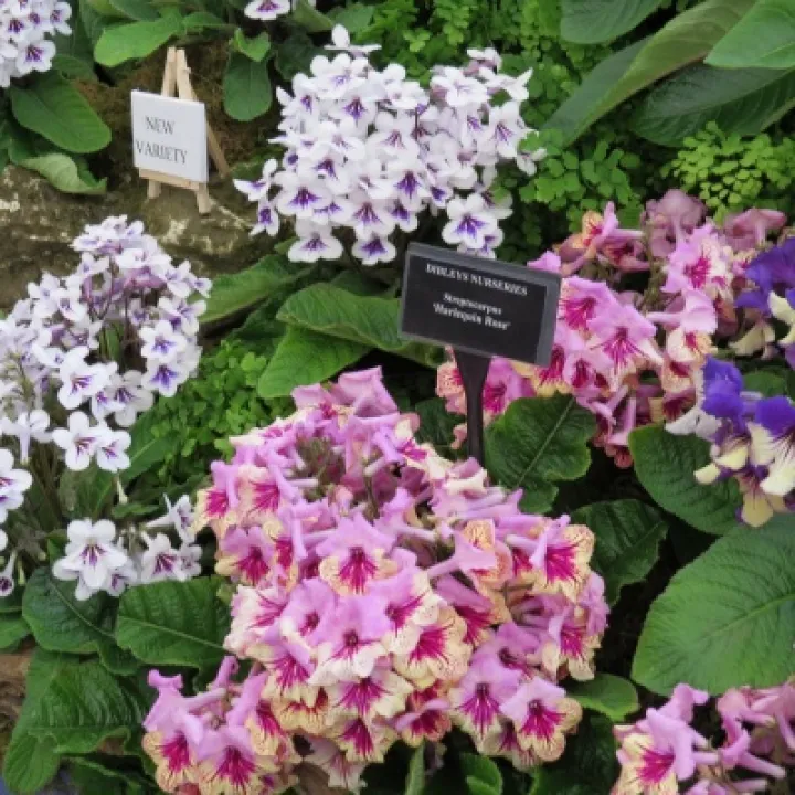 RHS Malvern