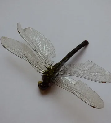 P1070513