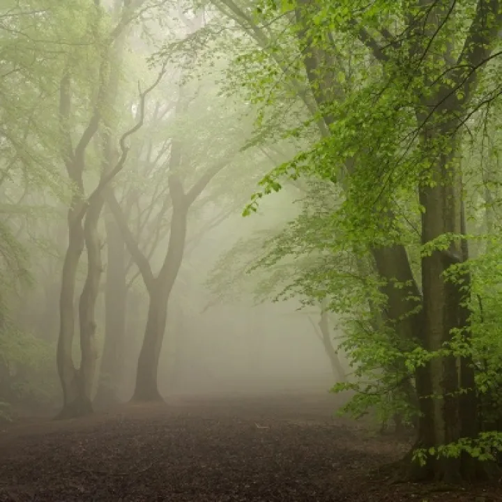 Damian Ward: Softly