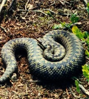 Adder at Bickerton Hill
