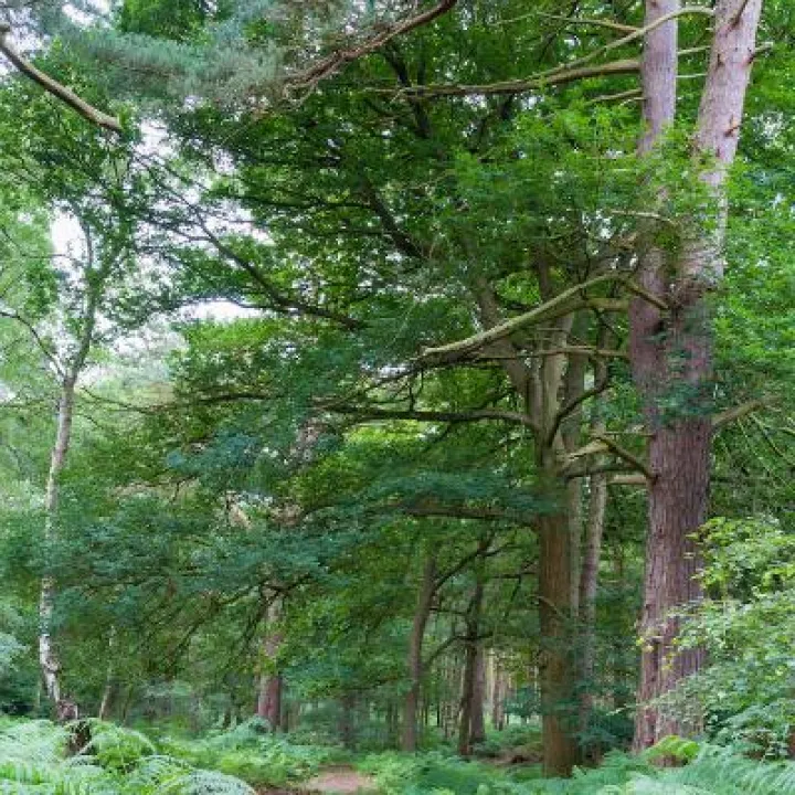 Peckforton Woods 2