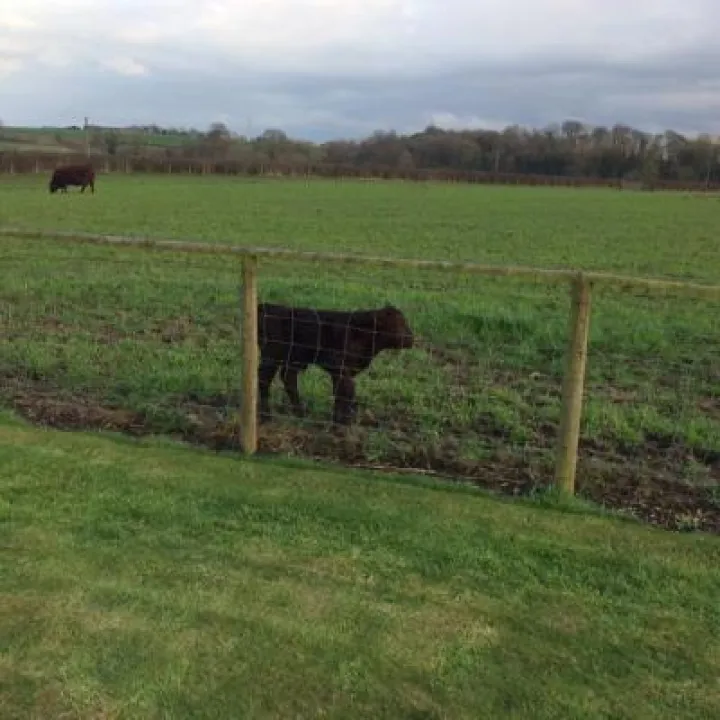 Baby cow