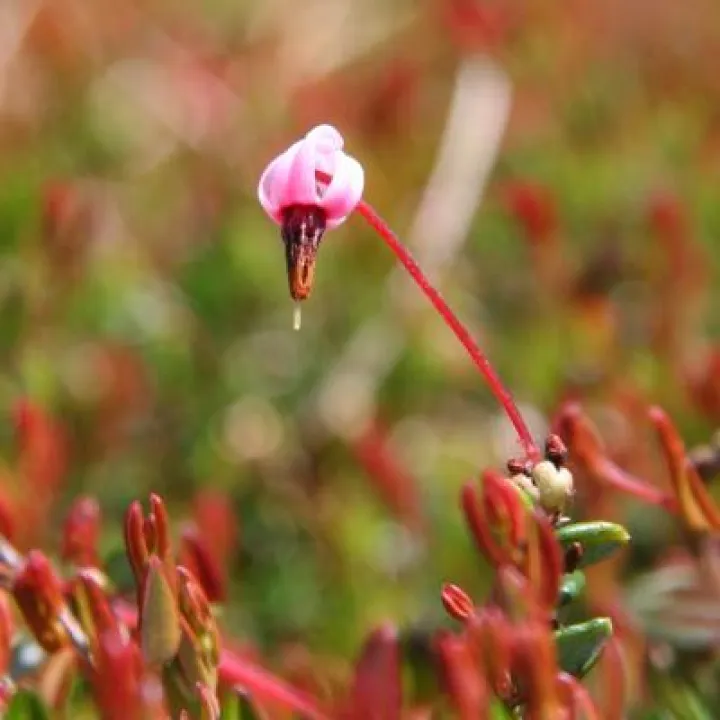 Cranberry