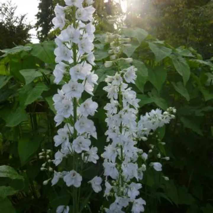 Flower Club June 2017 P1030284
