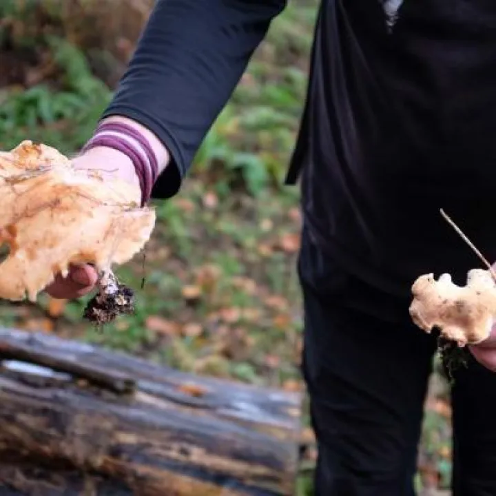 Fungal Foray 3