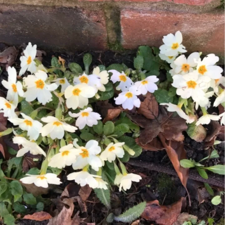 RW's Garden
