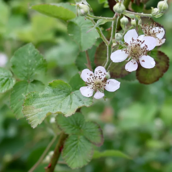 Flowers 2