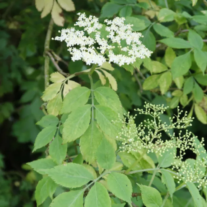 Flowers 10