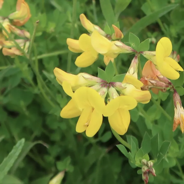 Flowers 12