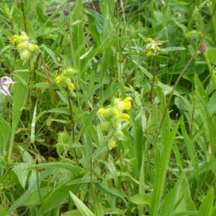 Yellow Rattle