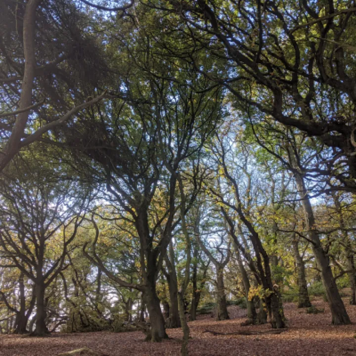 Bukely Hill 2