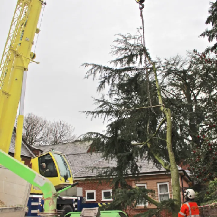 Tree removal 5