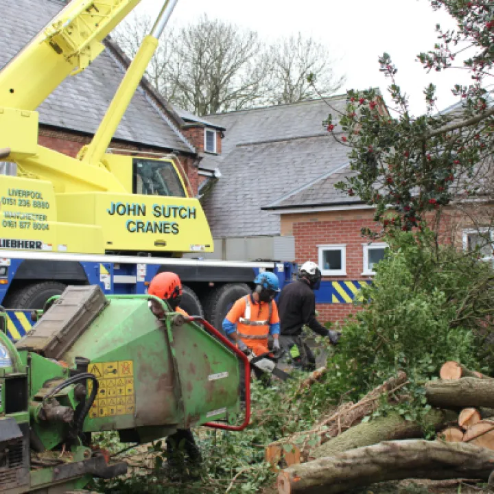 Tree Removal 11