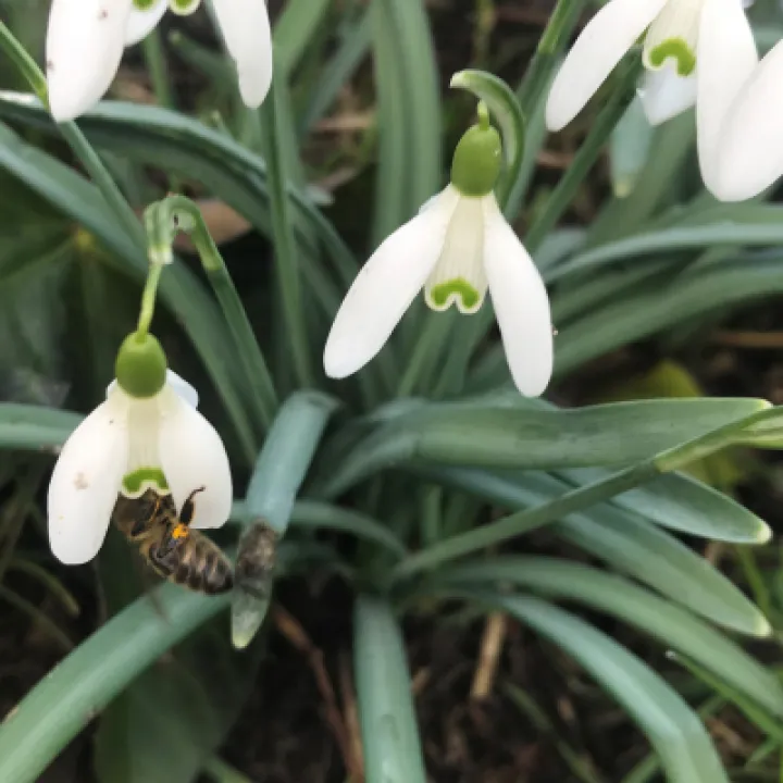 bees 6