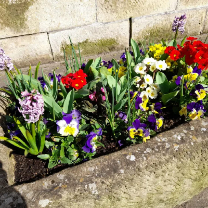 flowers 4