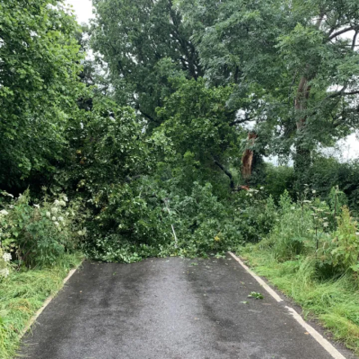Dark Lane Tree 2