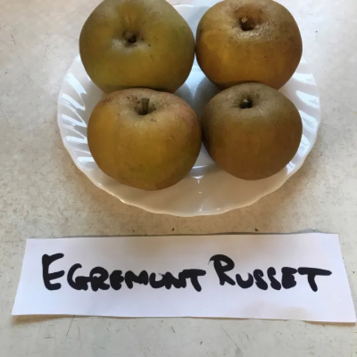 Russet