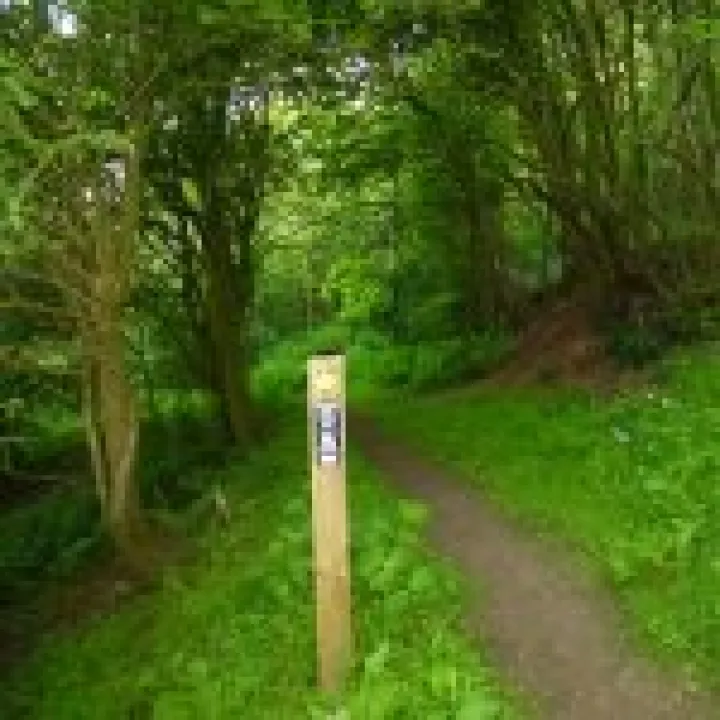 Bluebell wood