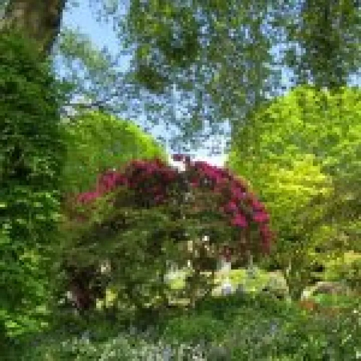 Branklyn Gardens jpg4