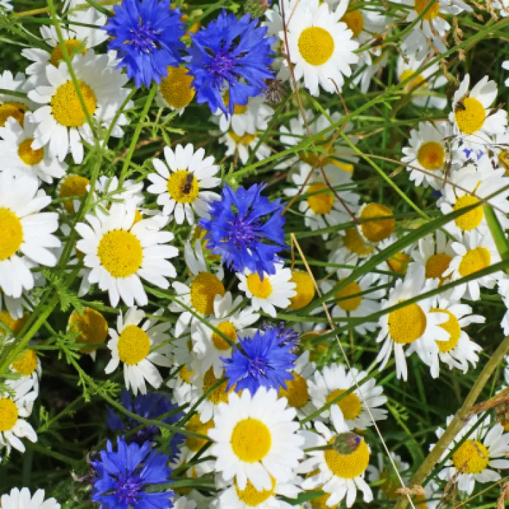 Native colour