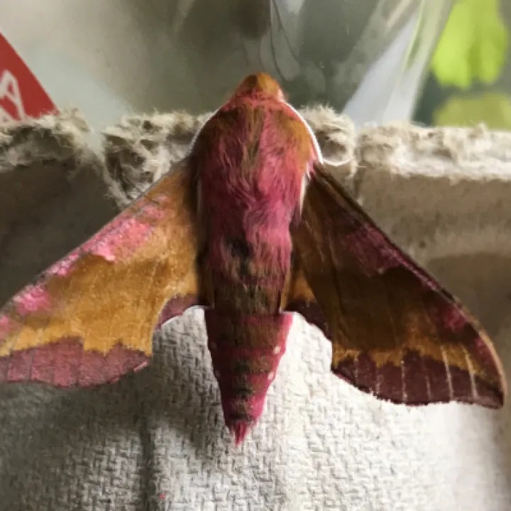 Small Elephant Hawk Moth