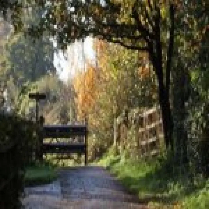 Woodland walk long