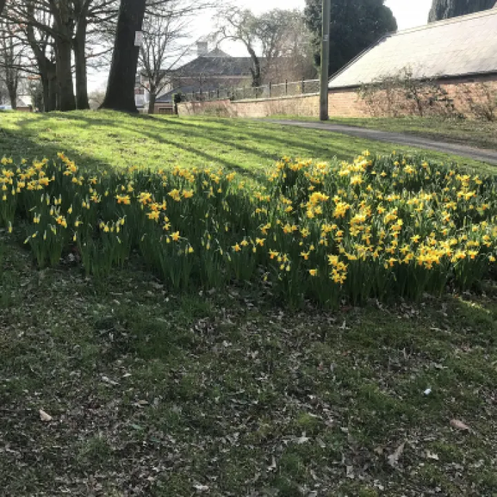 Daffodil bank