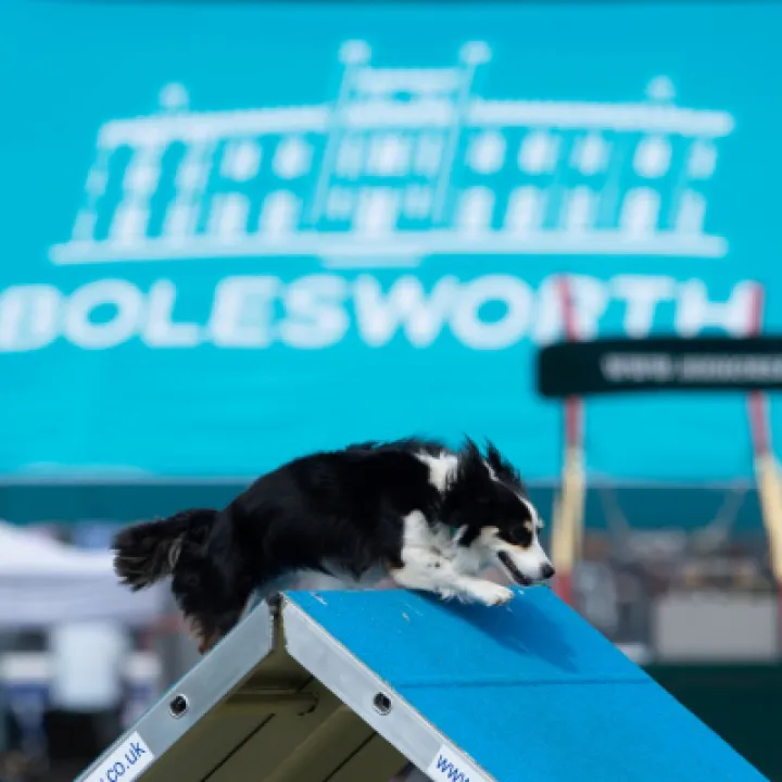 Bolesworth International Dog Show