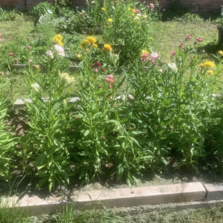 flower farm 1