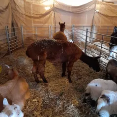 Animals in Our Live Nativity Stable