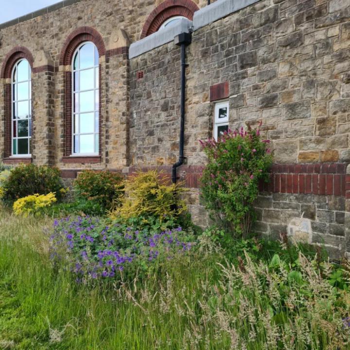 wild garden
